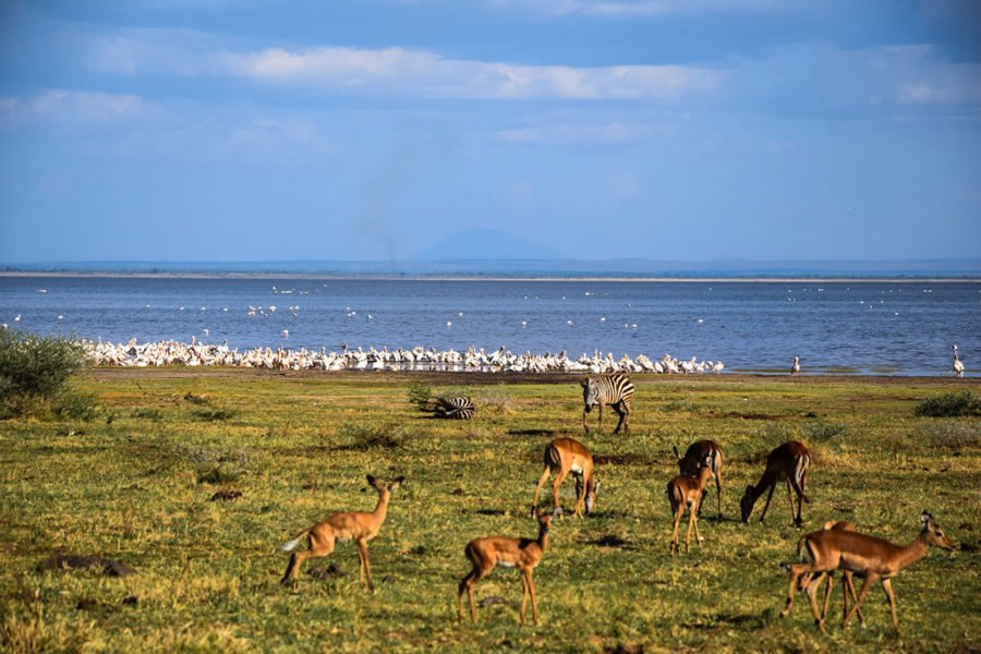 Lake Manyara, Tanzania