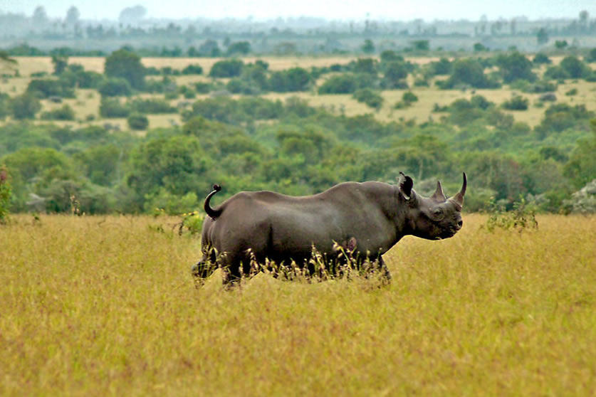 Ol Pejeta Conservancy, Kenya