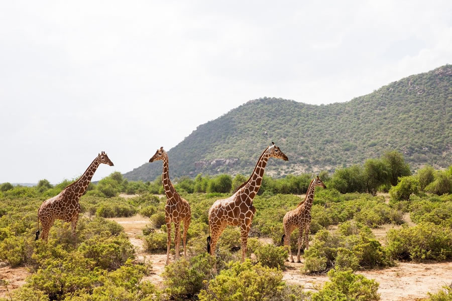 Samburu, Kenya