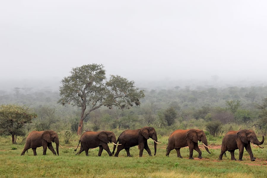 Tsavo West, Kenya