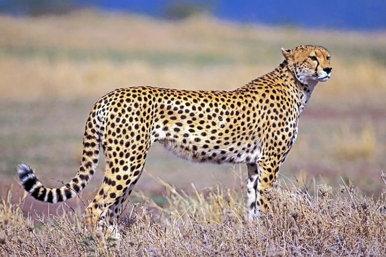 9 Days Cheetah Kenya Safari