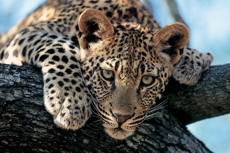13 Days Leopard Safari