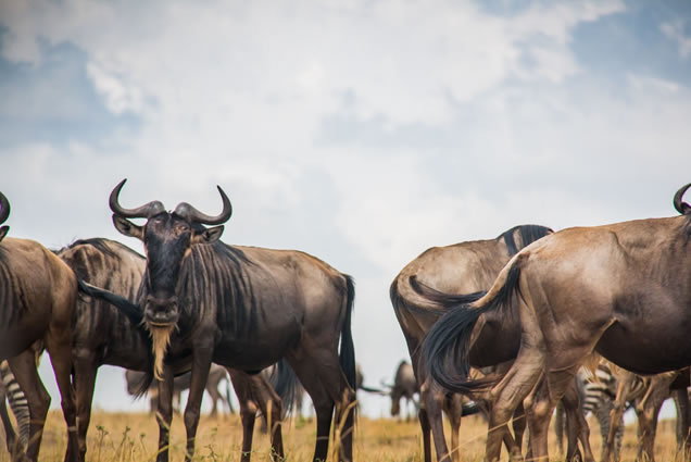 5-Days Masai Mara Migration Tour