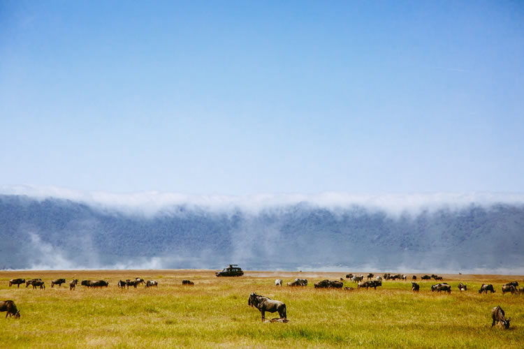 36 Days Lake Manyara-Serengeti–Ngorongoro-Tarangire Safari