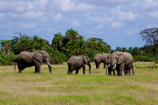 Elephants in Amboseli National Park